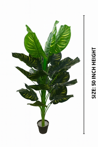 5 Feet Artificial Calathea Tree – 60" INCH Indoor/Outdoor Green Calathea Leaf Plant with Real Touch and Look in Black Pot – Home, Office, Patio and Garden Décor