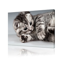 High Quality Art Print on Stretched Canvas of Cat