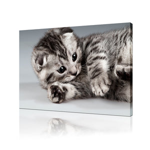 High Quality Art Print on Stretched Canvas of Cat
