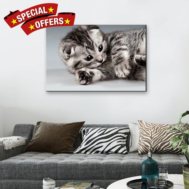 High Quality Art Print on Stretched Canvas of Cat
