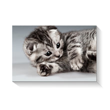 High Quality Art Print on Stretched Canvas of Cat