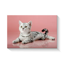 High Quality Art Print on Stretched Canvas of Cat